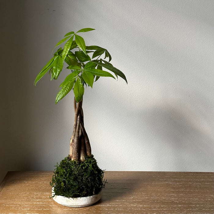 Braided Money Tree Kokedama - Bloomist