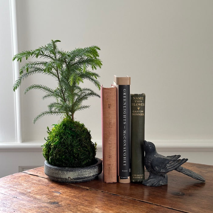 Norfolk Pine Kokedama - Bloomist