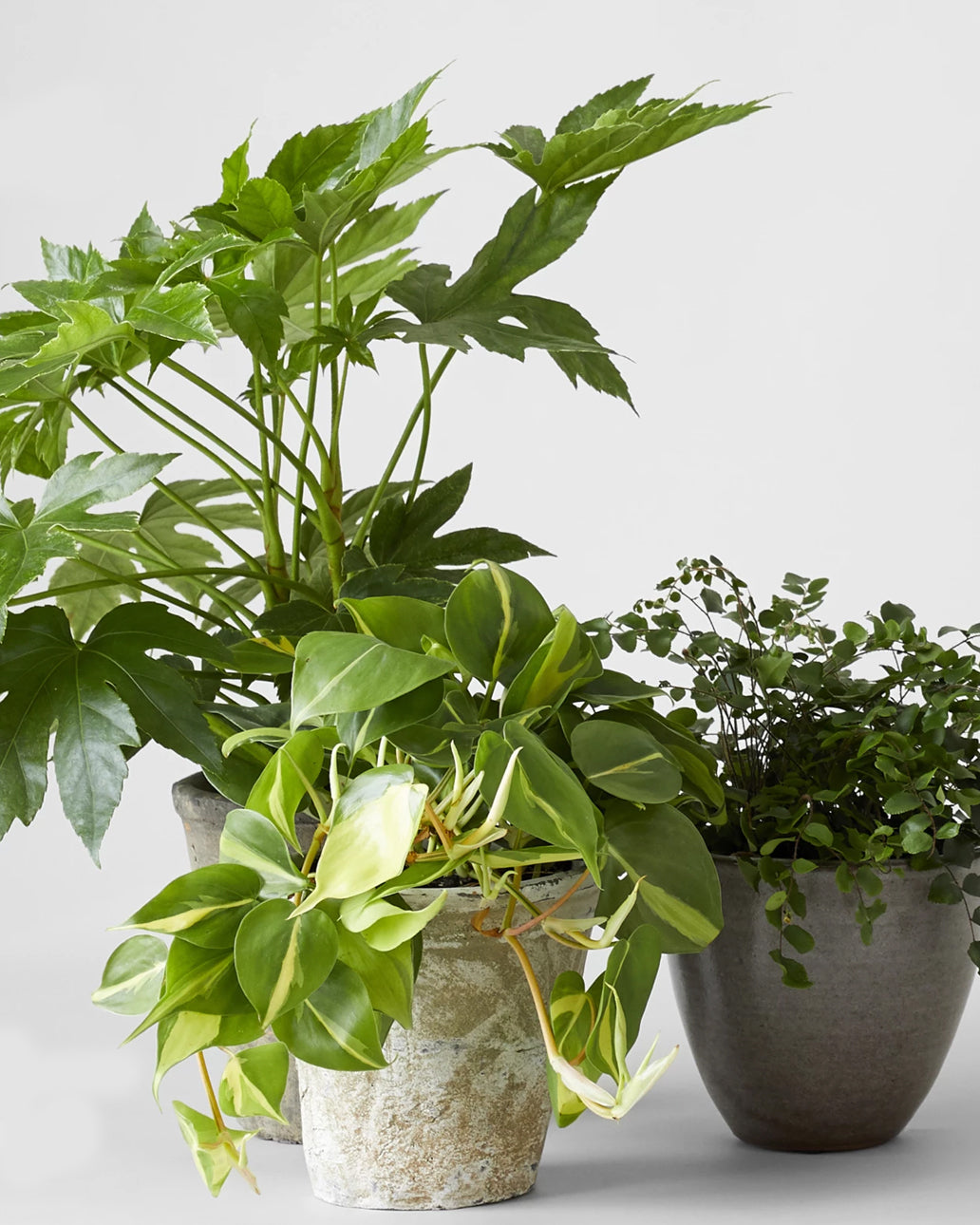 Low Light Plants: 5 Species That Shun The Sun