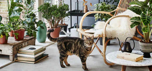 Cat-Safe Plants: Our Top 5 Picks