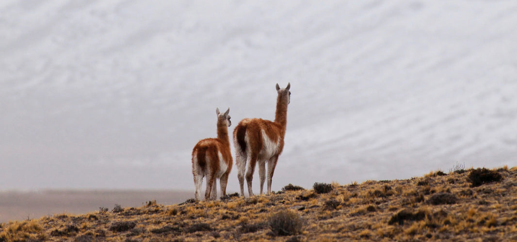 Get To Know The Founders of Animaná and Munkh