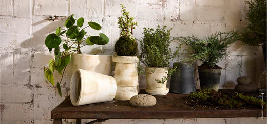 How To Repot Your Plants With Gardening Guru, Plant Stylist, And Author Hilton Carter