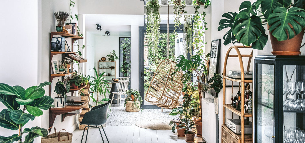 Hilton Carter, Plant Stylist, Author, And Father Of A Fiddle-leaf Fig Called “Frank”