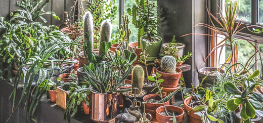 5 Most Photogenic Succulents