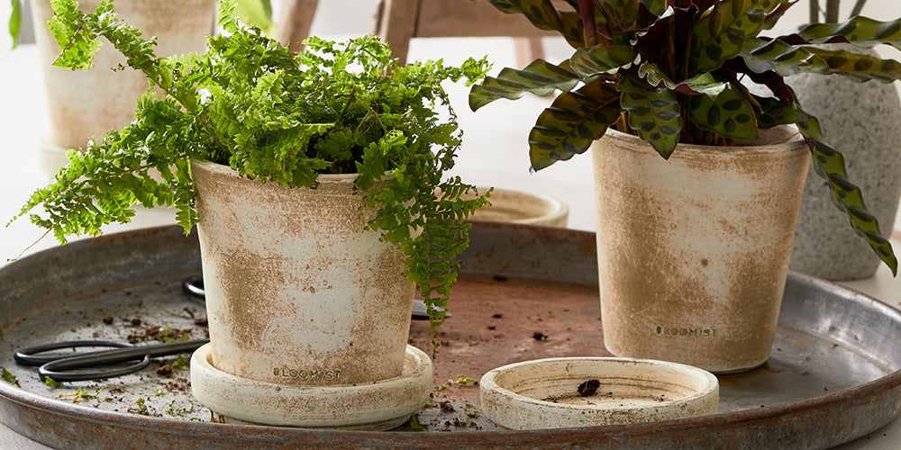 The Best Plants for Terracotta Pots: A Complete Guide