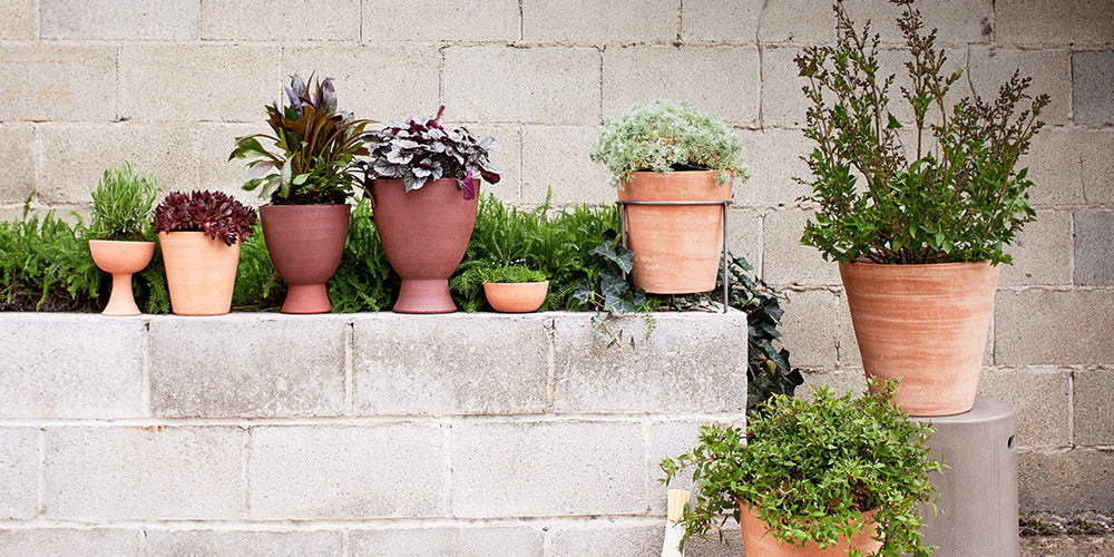 How to Clean Terracotta Pots the Right Way