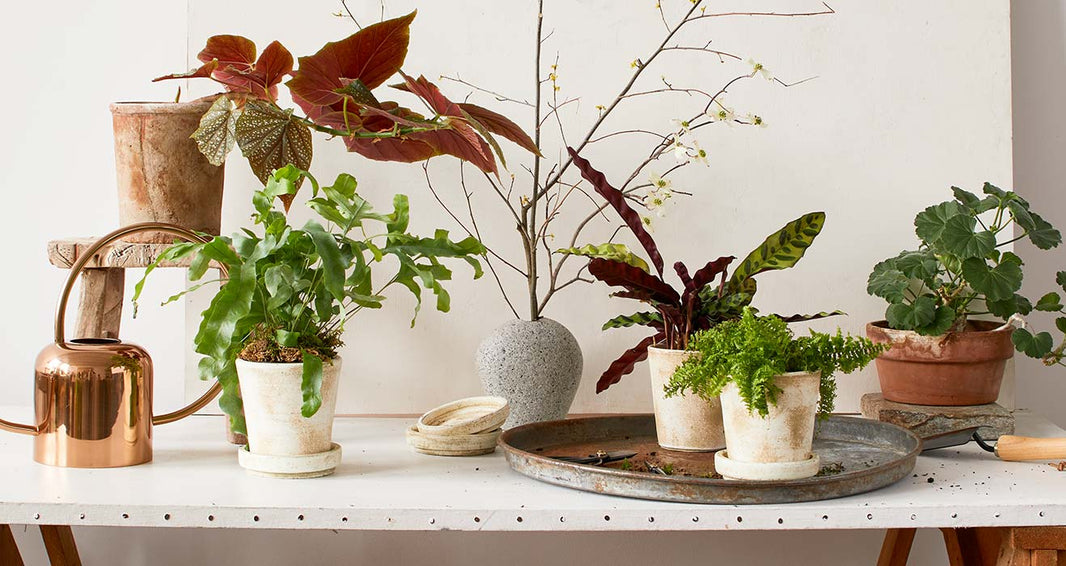 Top Gifts for Houseplant Lovers 2026