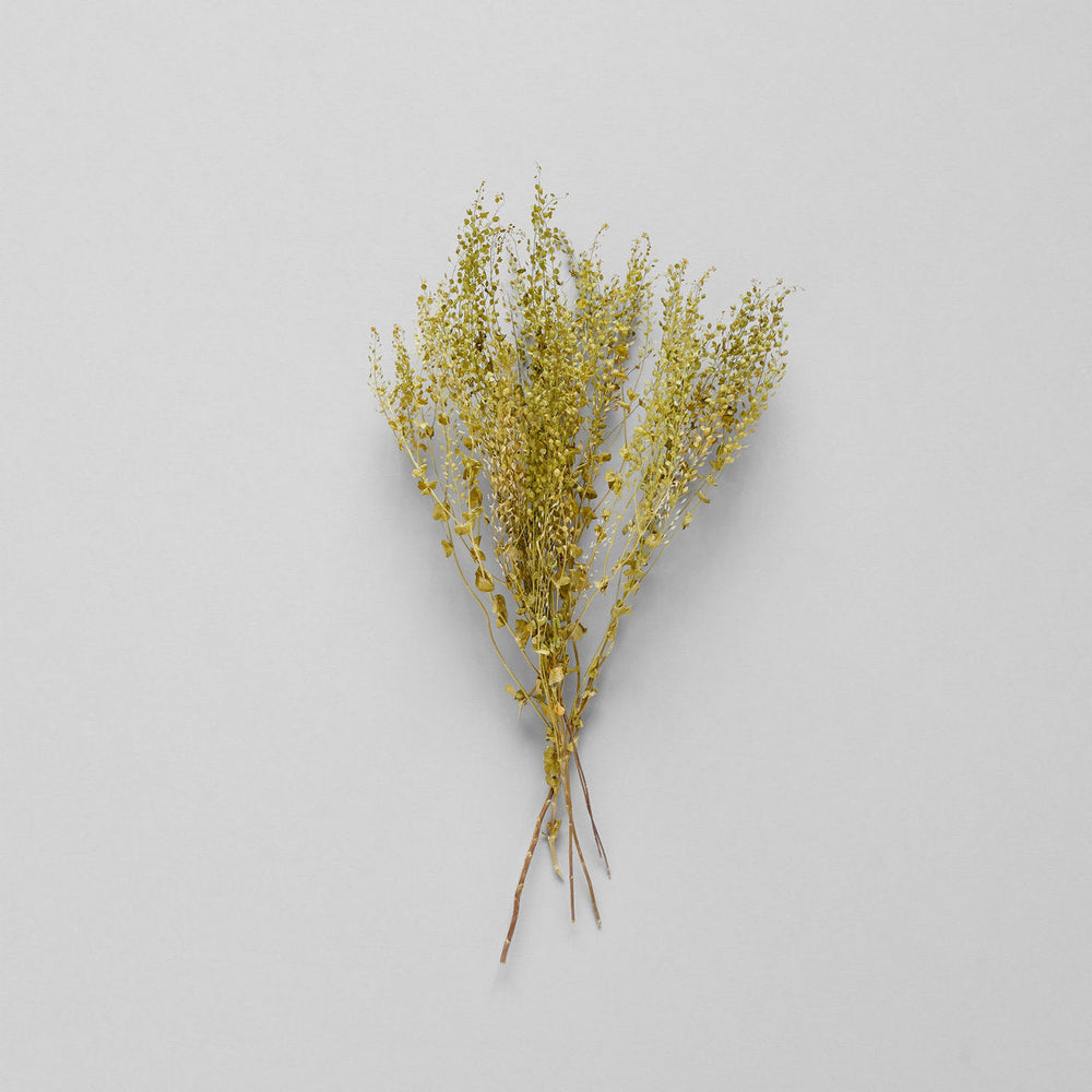 Dried Pepper Grass - Bloomist