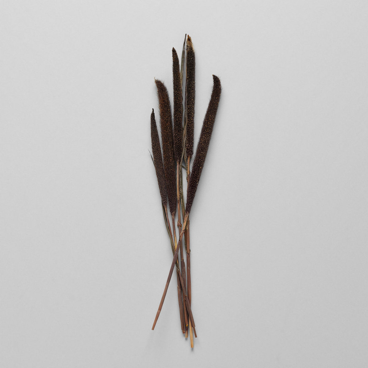 Dried Purple Majesty Millet - Bloomist