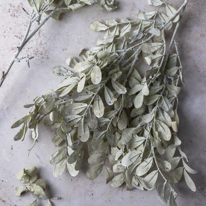 Cream Eucalyptus Botanical Accent

