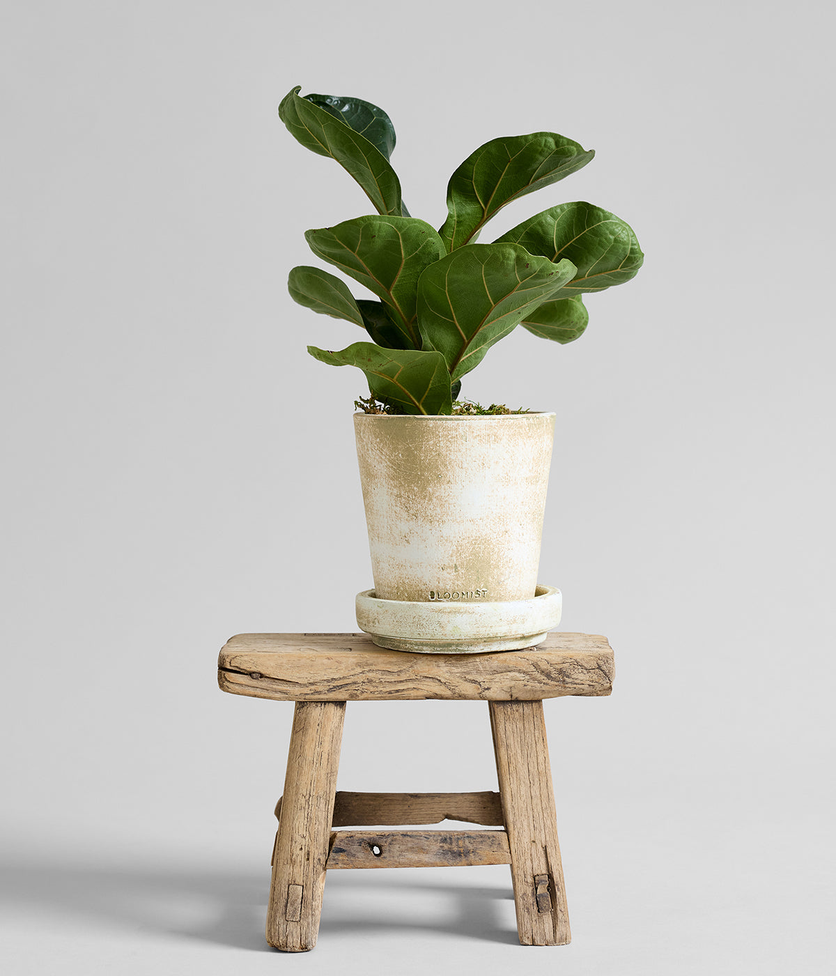 Graduated size terra cotta planters with white patina finish for herbs succulents or foliage