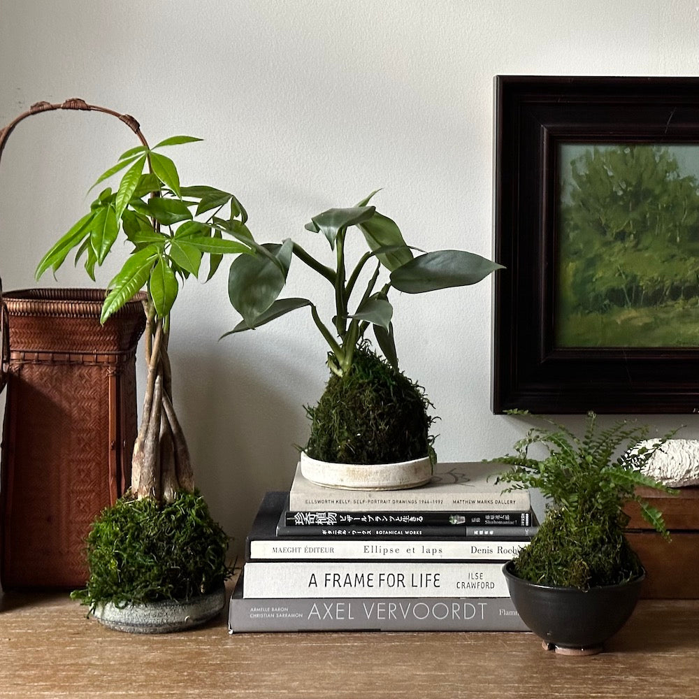 Lemon Button Fern Kokedama - Bloomist