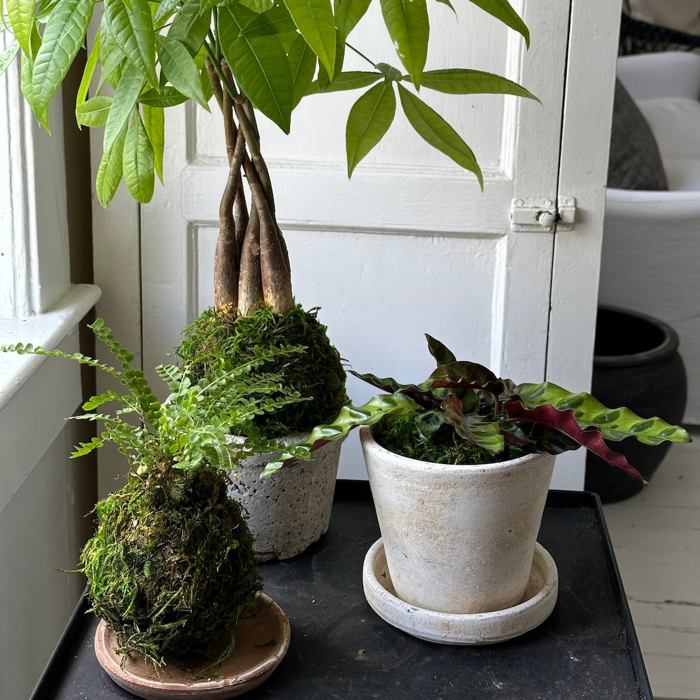 Calathea Rattlesnake, Potted