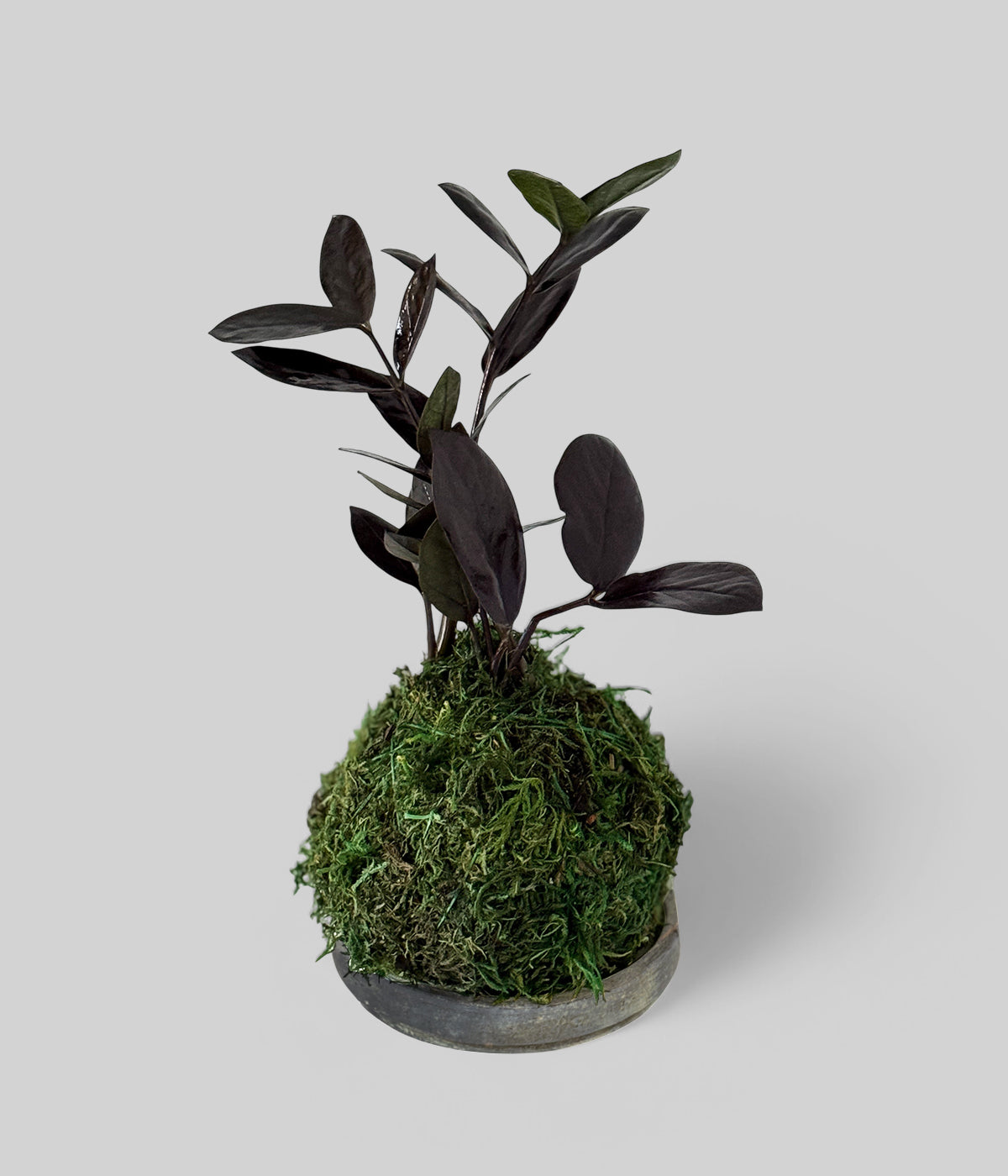 Zamioculcas zamiifolia Black Raven