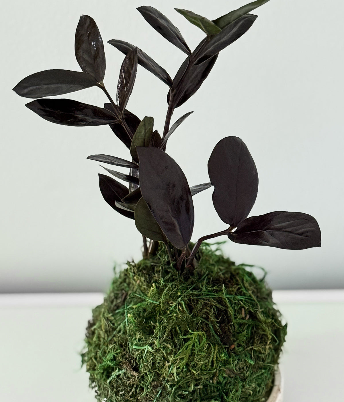 Color changing ZZ plant