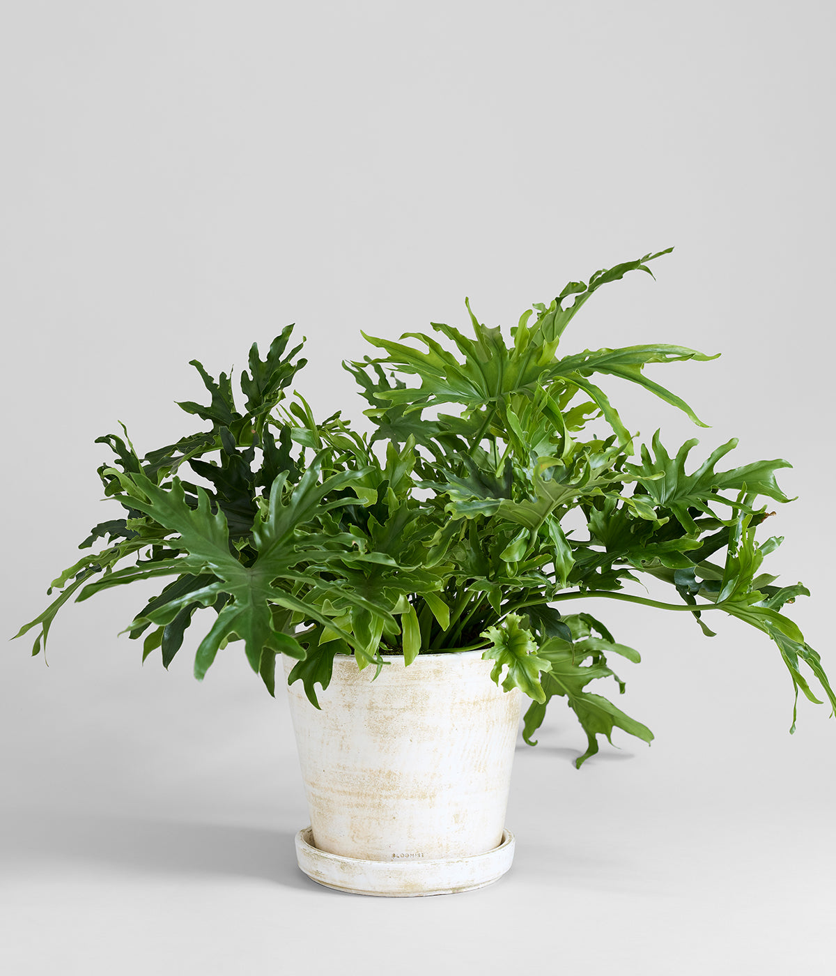 Jumbo whitewashed terra cotta planter set crafted in Sabanagrande for indoor or outdoor use