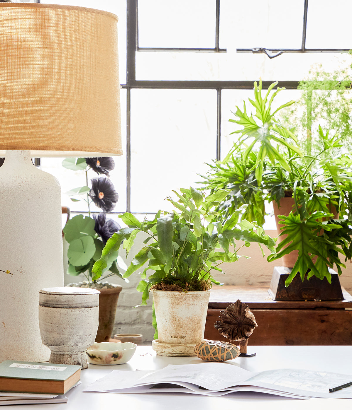 Set of terracotta planters with drainage and matching trays for indoor plant styling