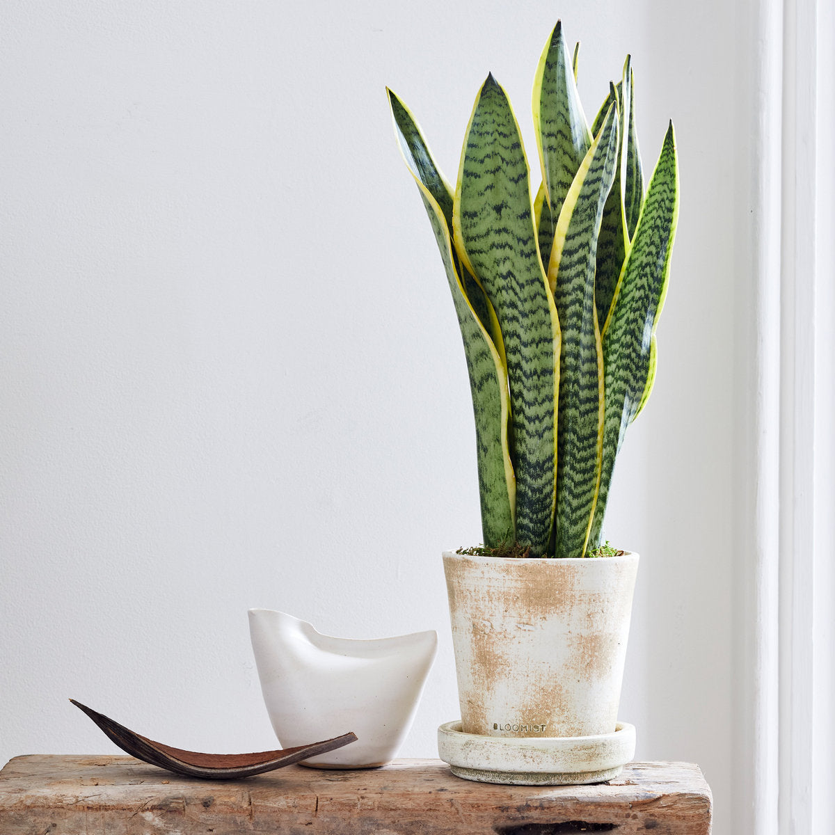 Palm paddle displayed in ceramic bowl on rustic wood surface with snake plant