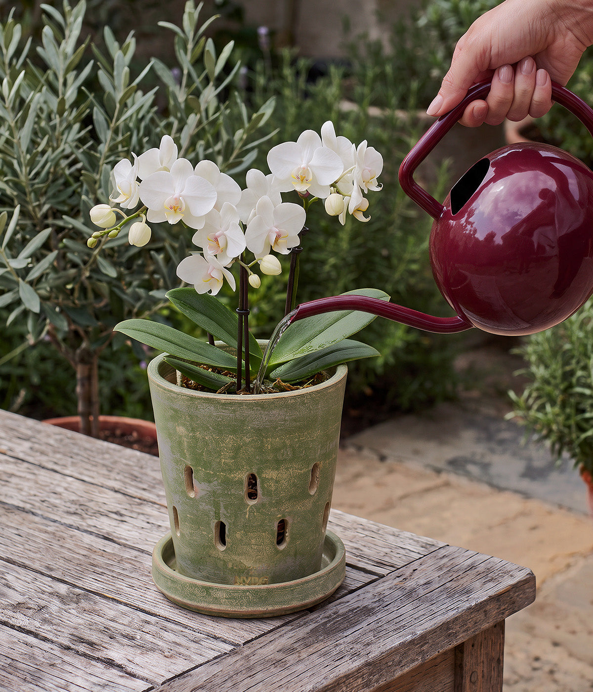 Garden Sage terracotta orchid pot with tray holding a white orchid while being watered outdoors