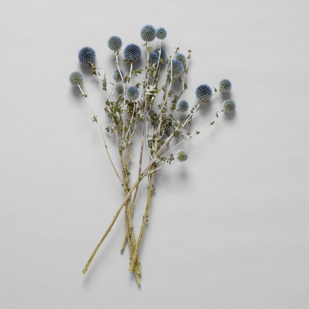 Globe Thistle - Bloomist