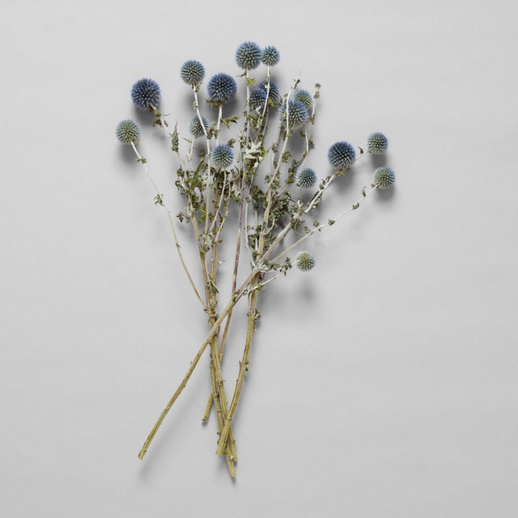 Globe Thistle - Bloomist