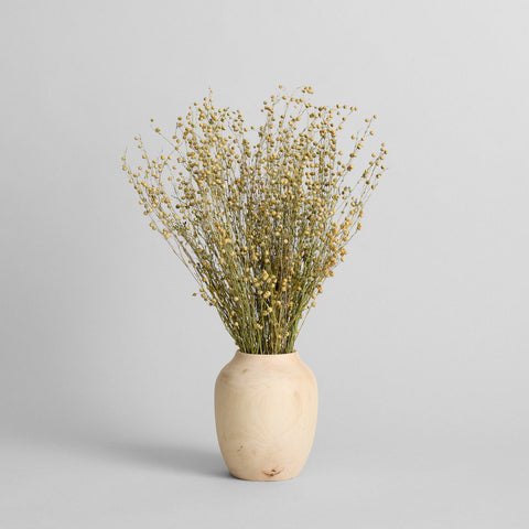 Dried Flax - Bloomist