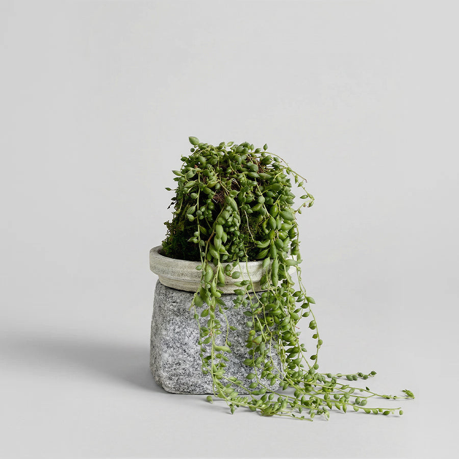 String of Pearls Kokedama