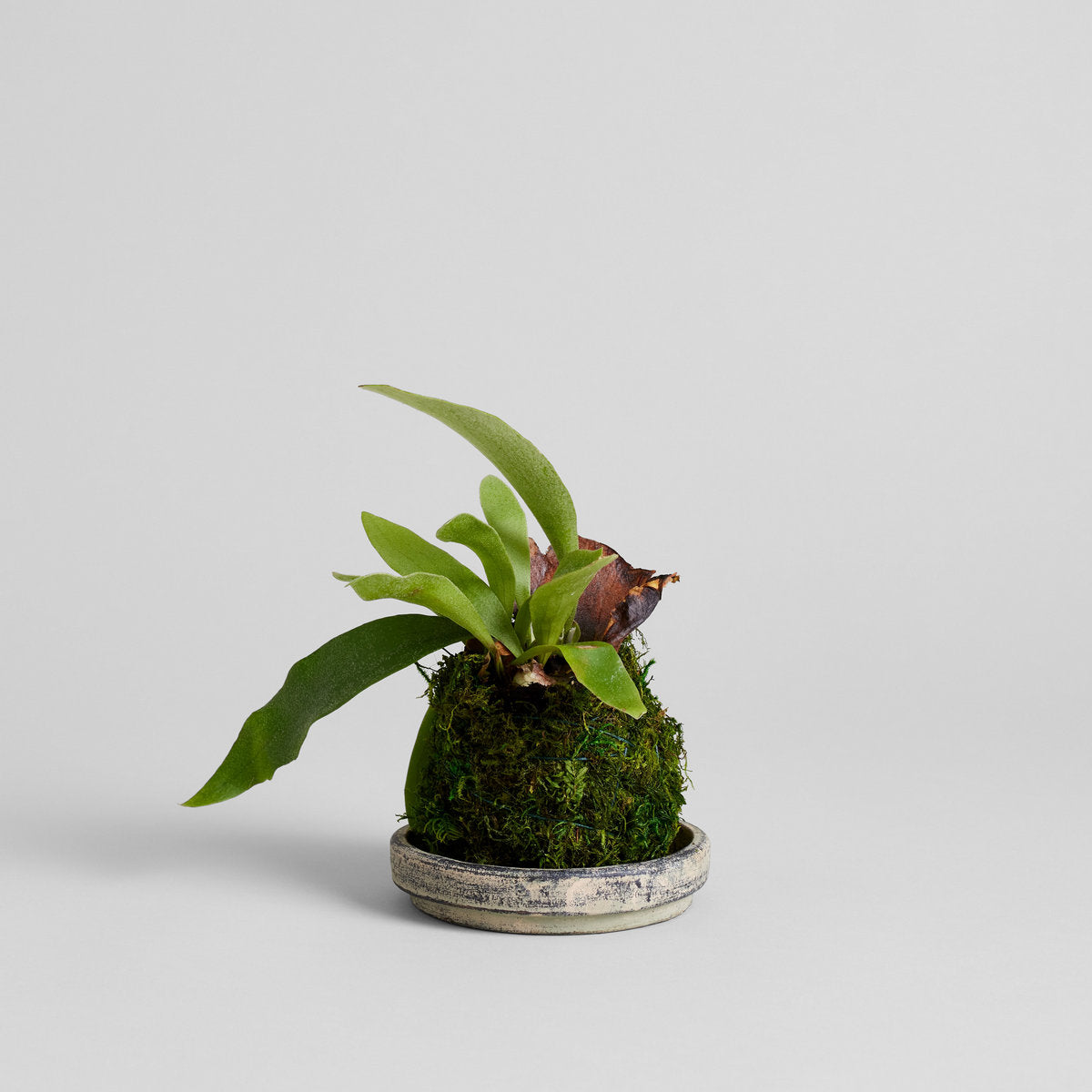 Staghorn Fern Kokedama - Bloomist
