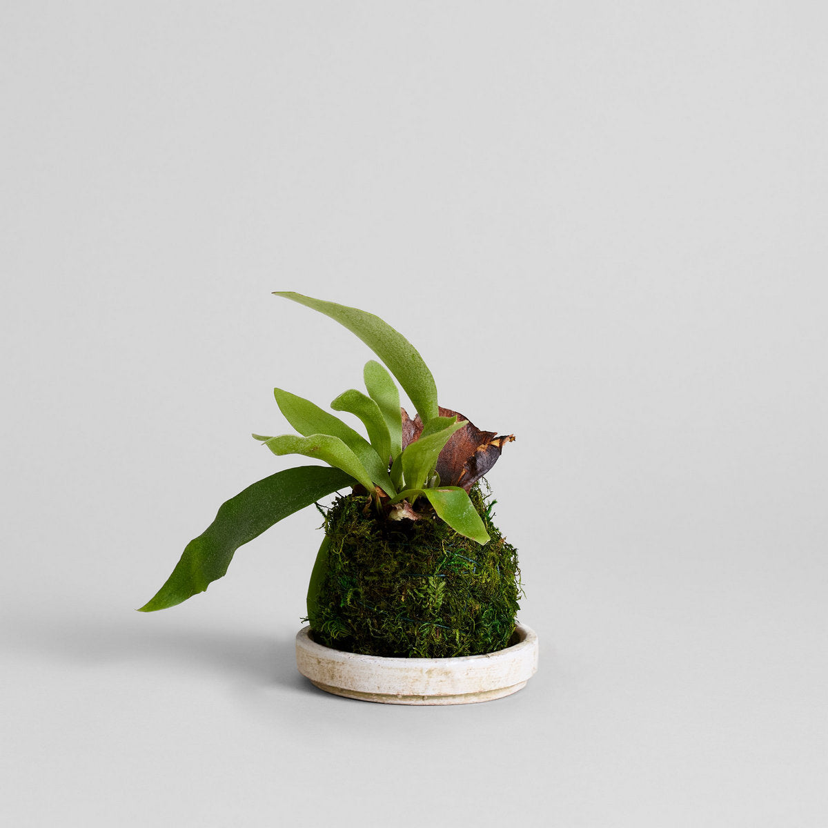 Staghorn Fern Kokedama - Bloomist