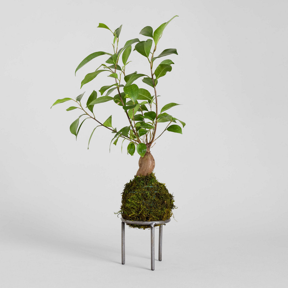 Ficus Bonsai Kokedama - Bloomist