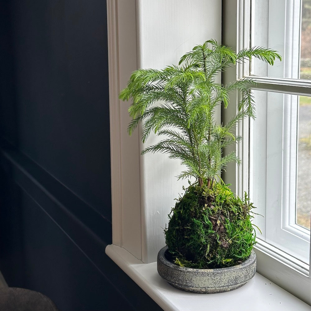 Norfolk Pine Kokedama - Bloomist