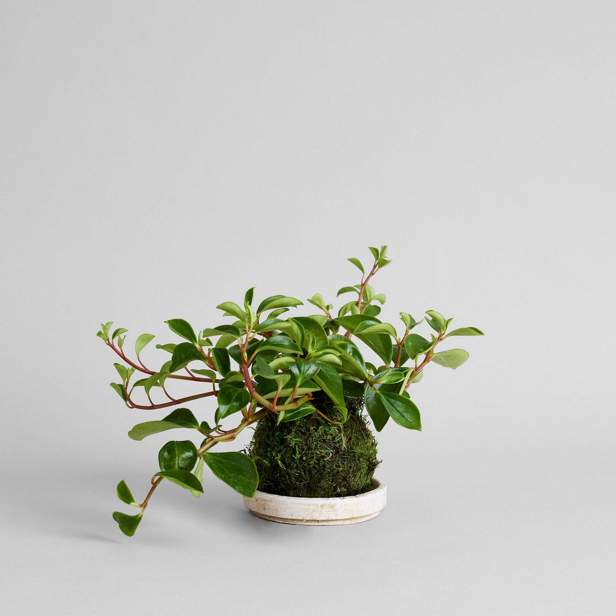 Peperomia 'Glabella' Kokedama - Bloomist