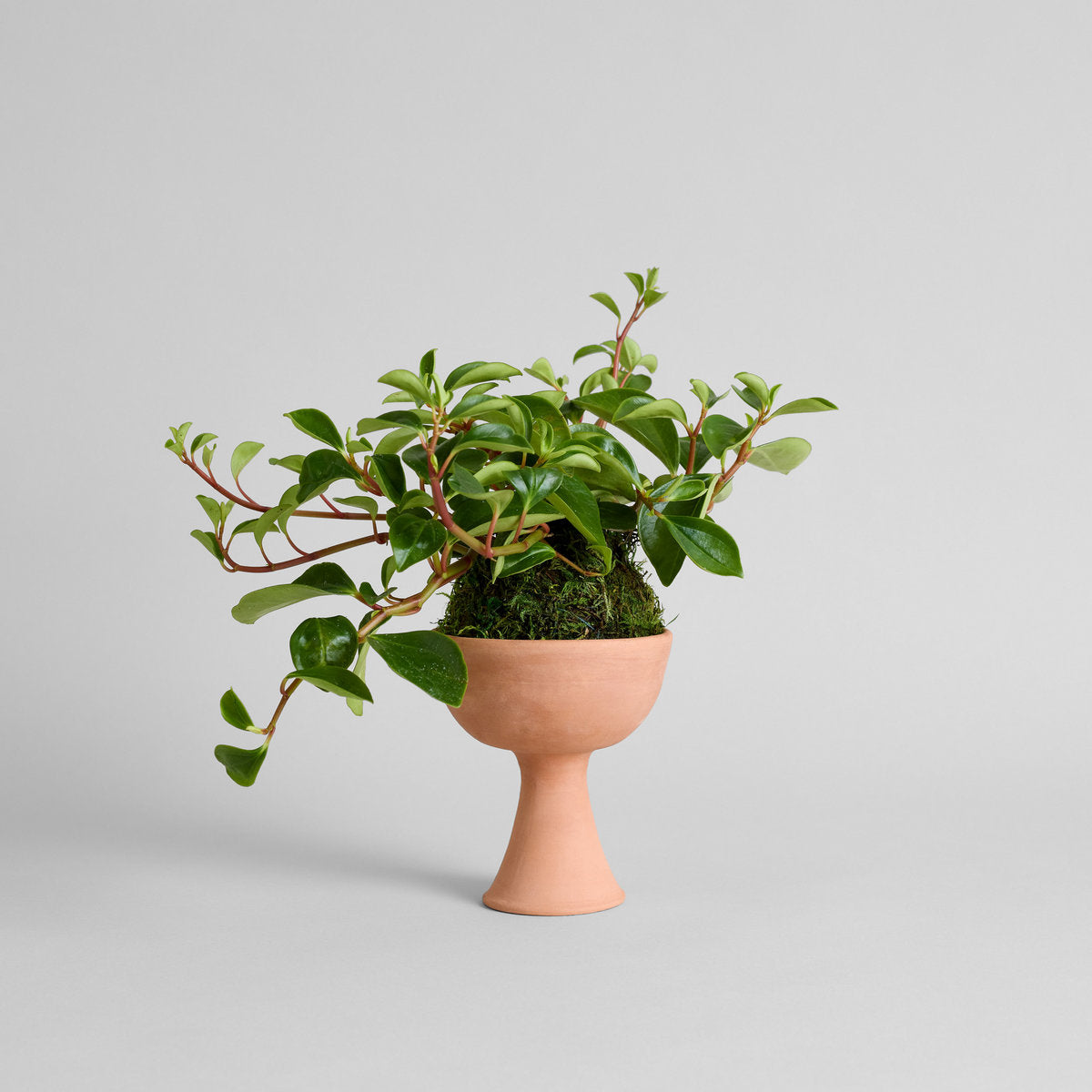 Peperomia 'Glabella' Kokedama - Bloomist