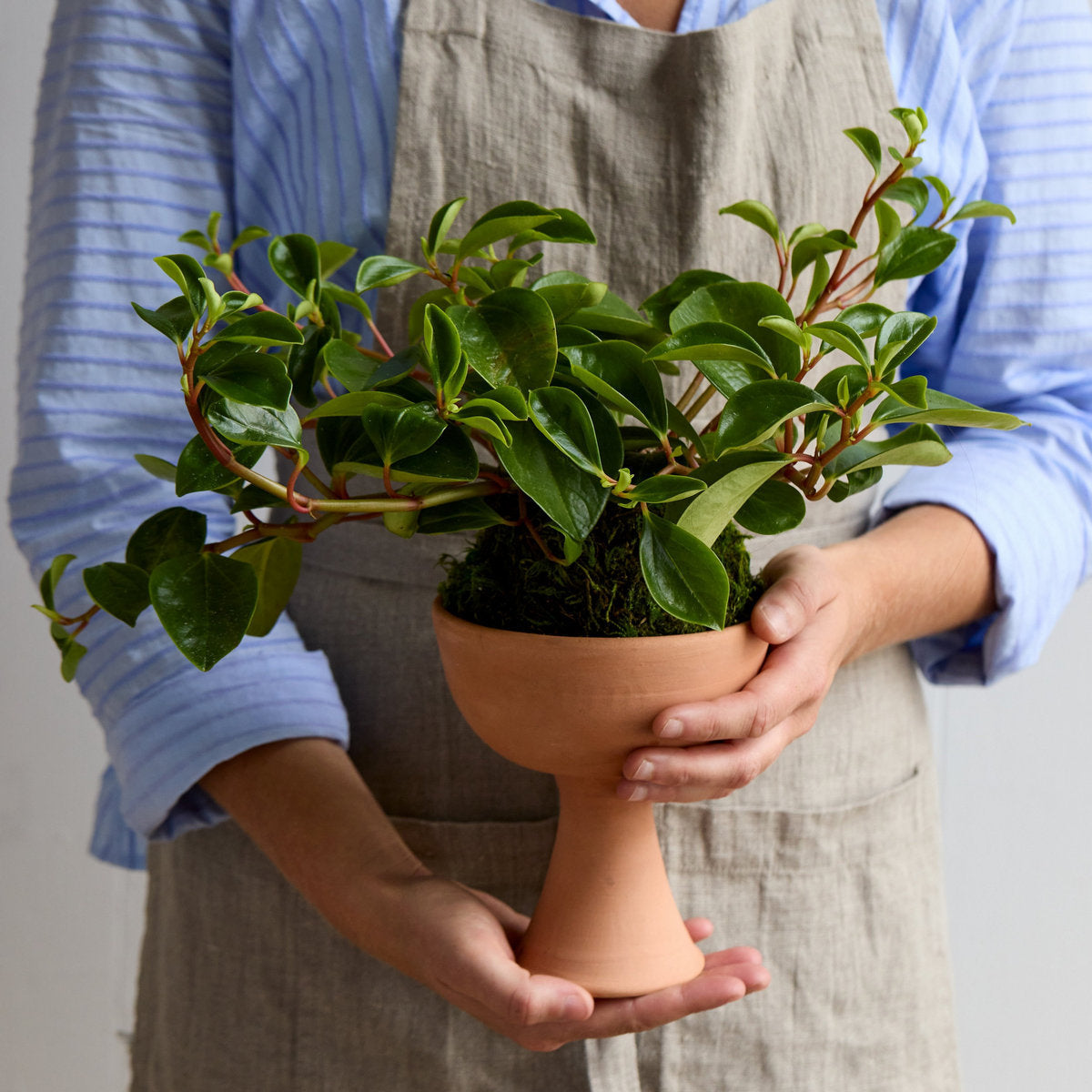 Peperomia 'Glabella' Kokedama - Bloomist
