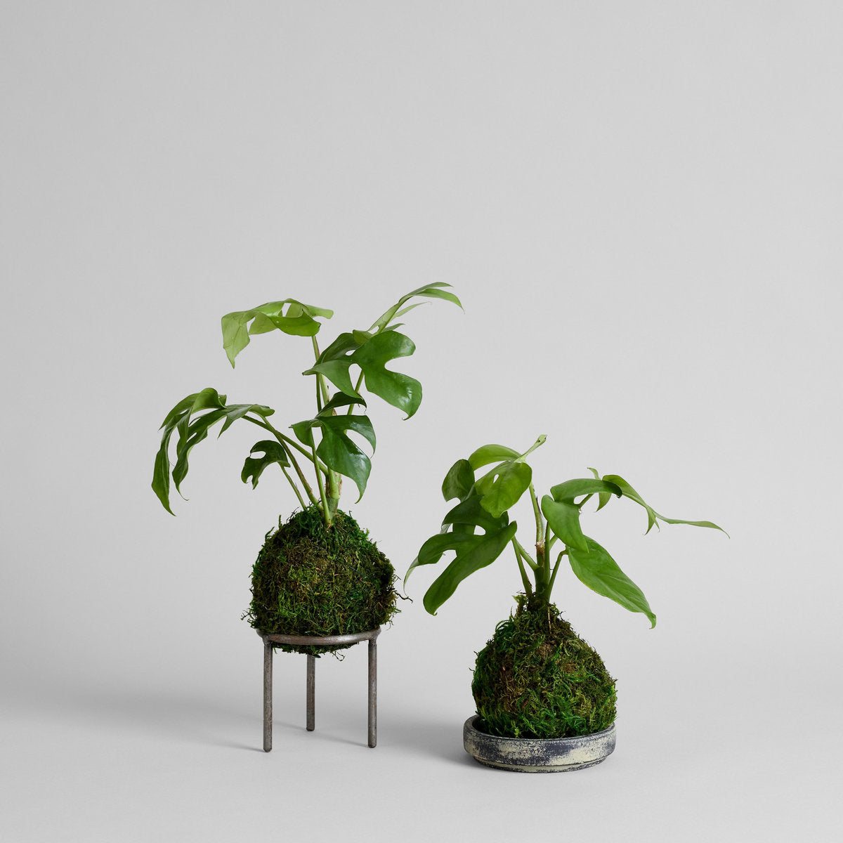 Split Leaf Monstera Kokedama - Bloomist