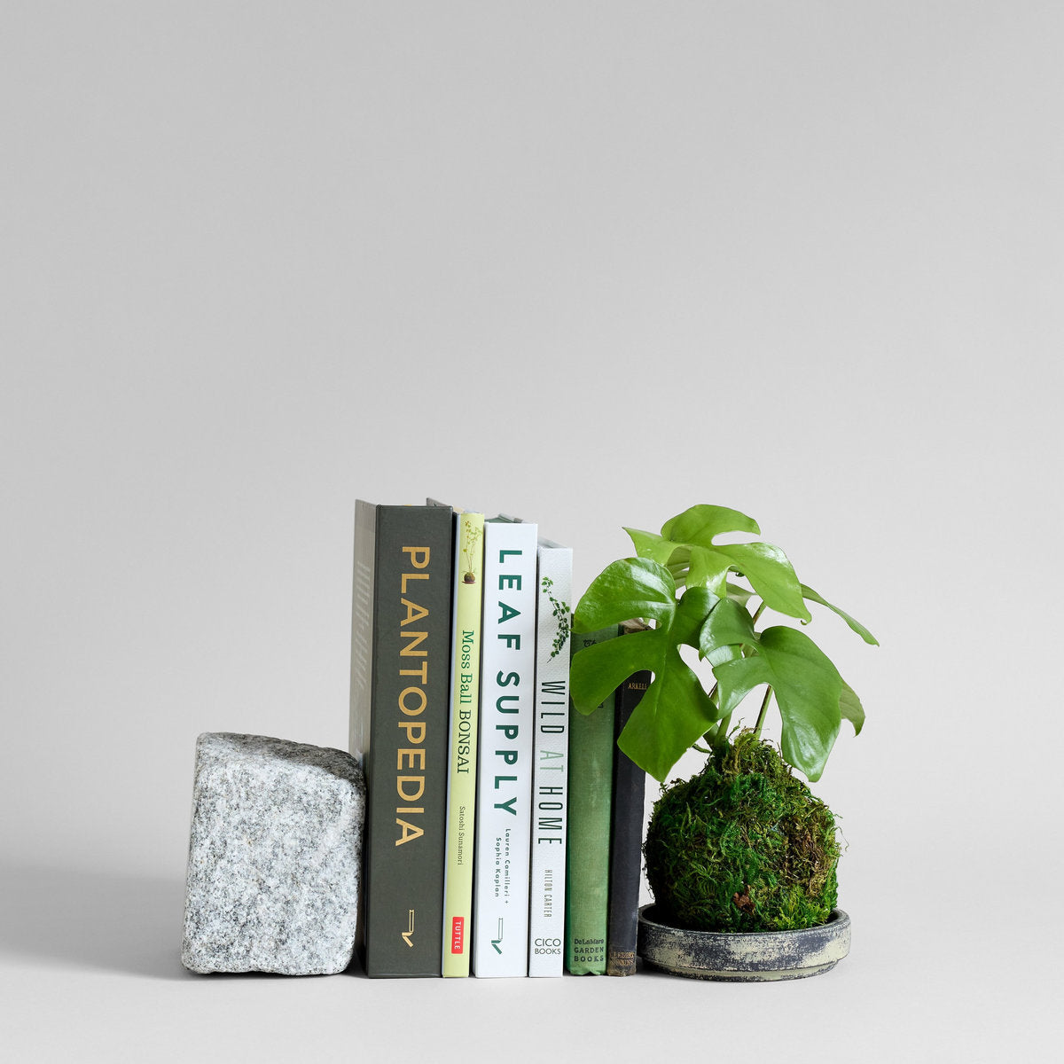 Split Leaf Monstera Kokedama - Bloomist