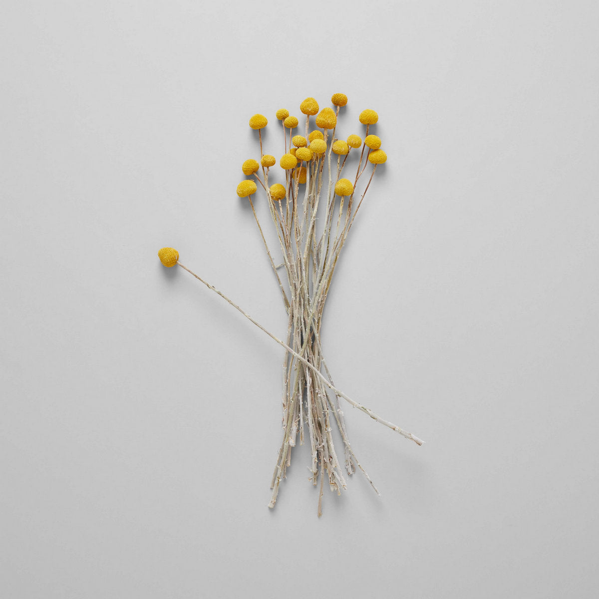 Dried Craspedia - Bloomist