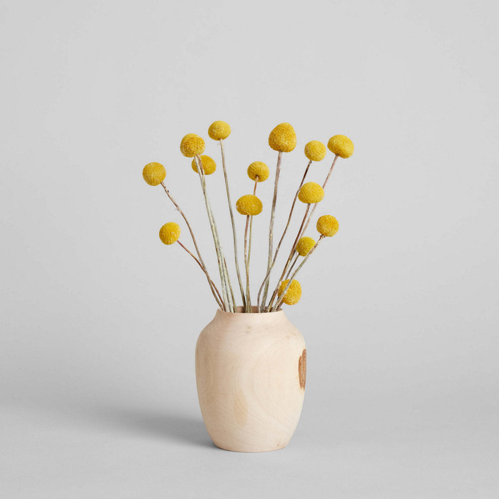 Dried Craspedia - Bloomist