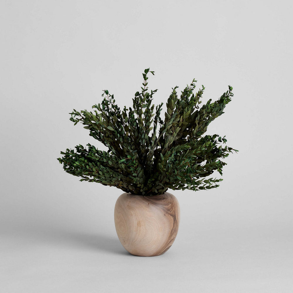 Preserved Parvafolia - Bloomist