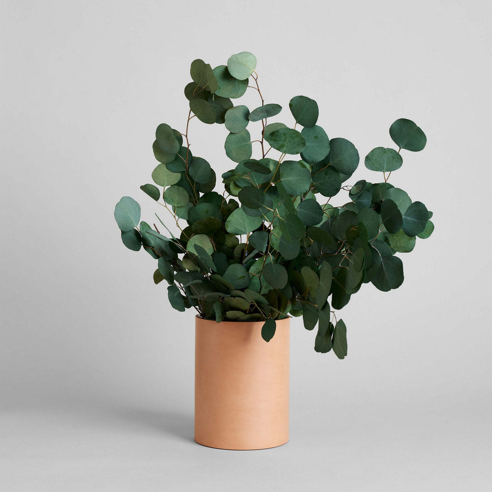 Preserved Silver Dollar Eucalyptus - Bloomist