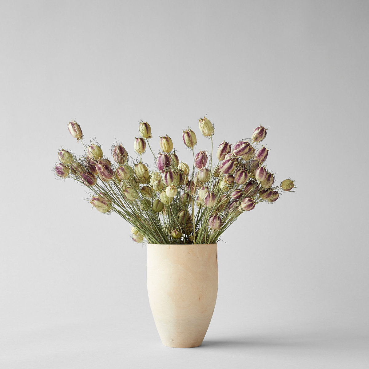 Dried Nigella Pods - Bloomist