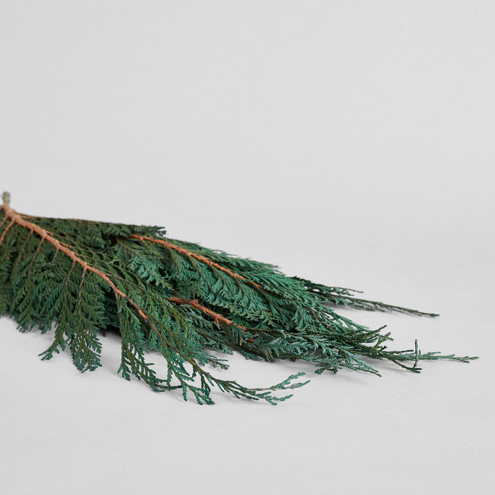 Preserved Cedar - Bloomist