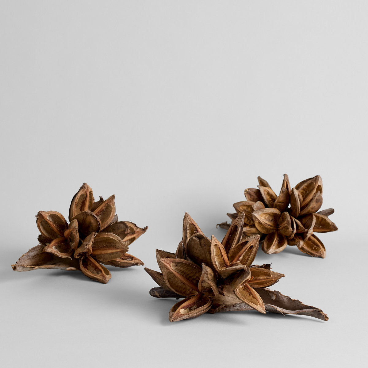Dried Natural Star Pods - Bloomist
