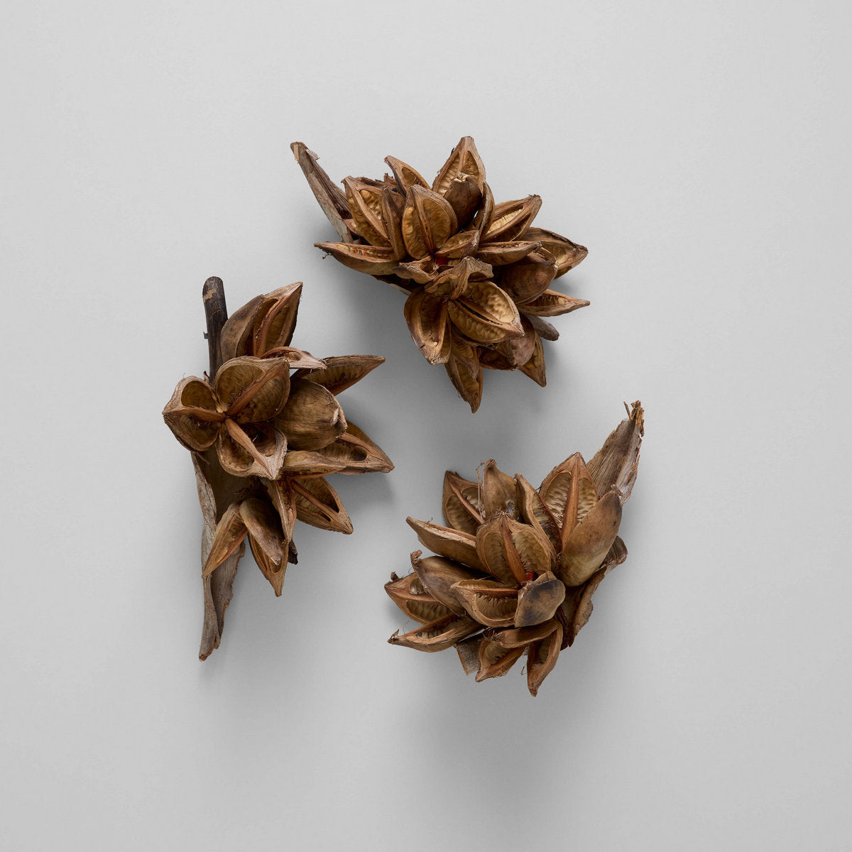 Dried Natural Star Pods - Bloomist