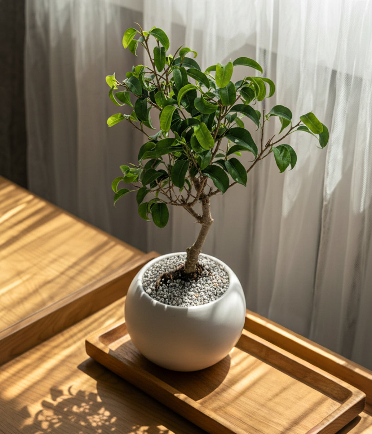 dwarf bonsai tree with curved trunk and full canopy for natural home styling