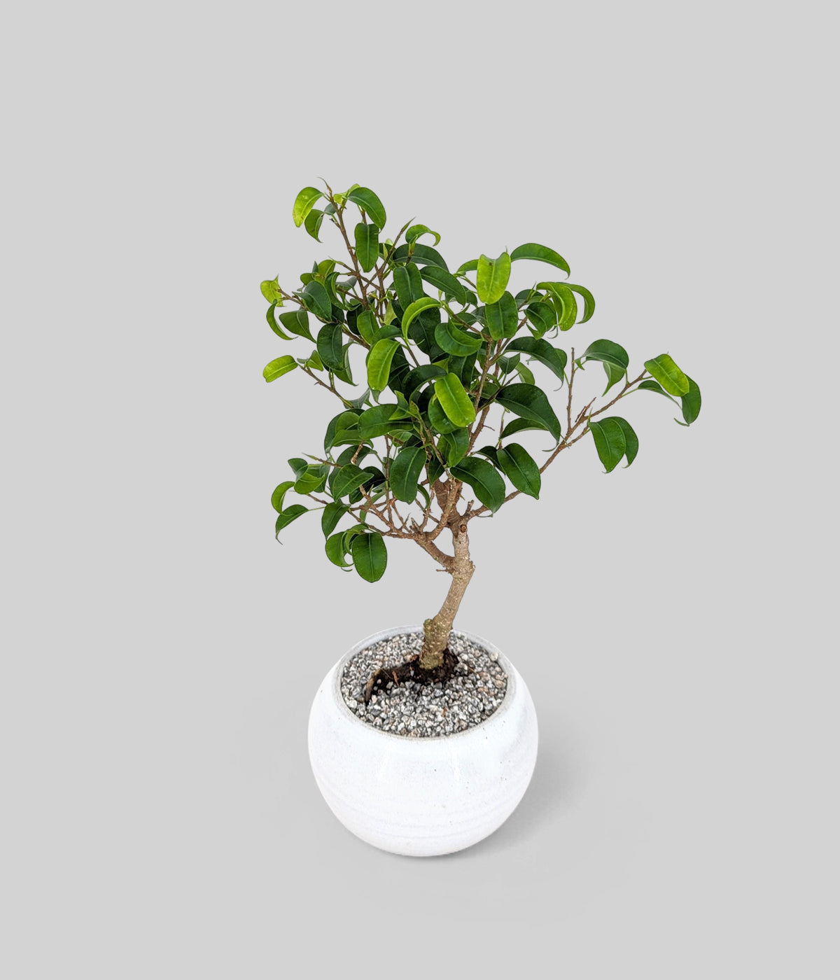 banyan bonsai tree with pointed leaves in a white pot for desks, shelves, or windowsills