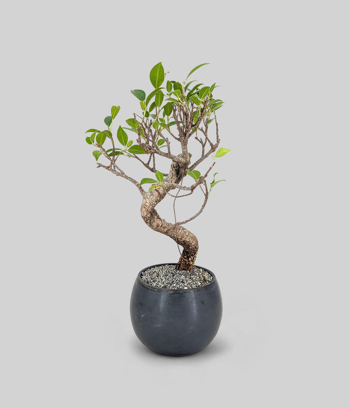 chinese banyan bonsai tree with full green canopy in a handmade black vessel