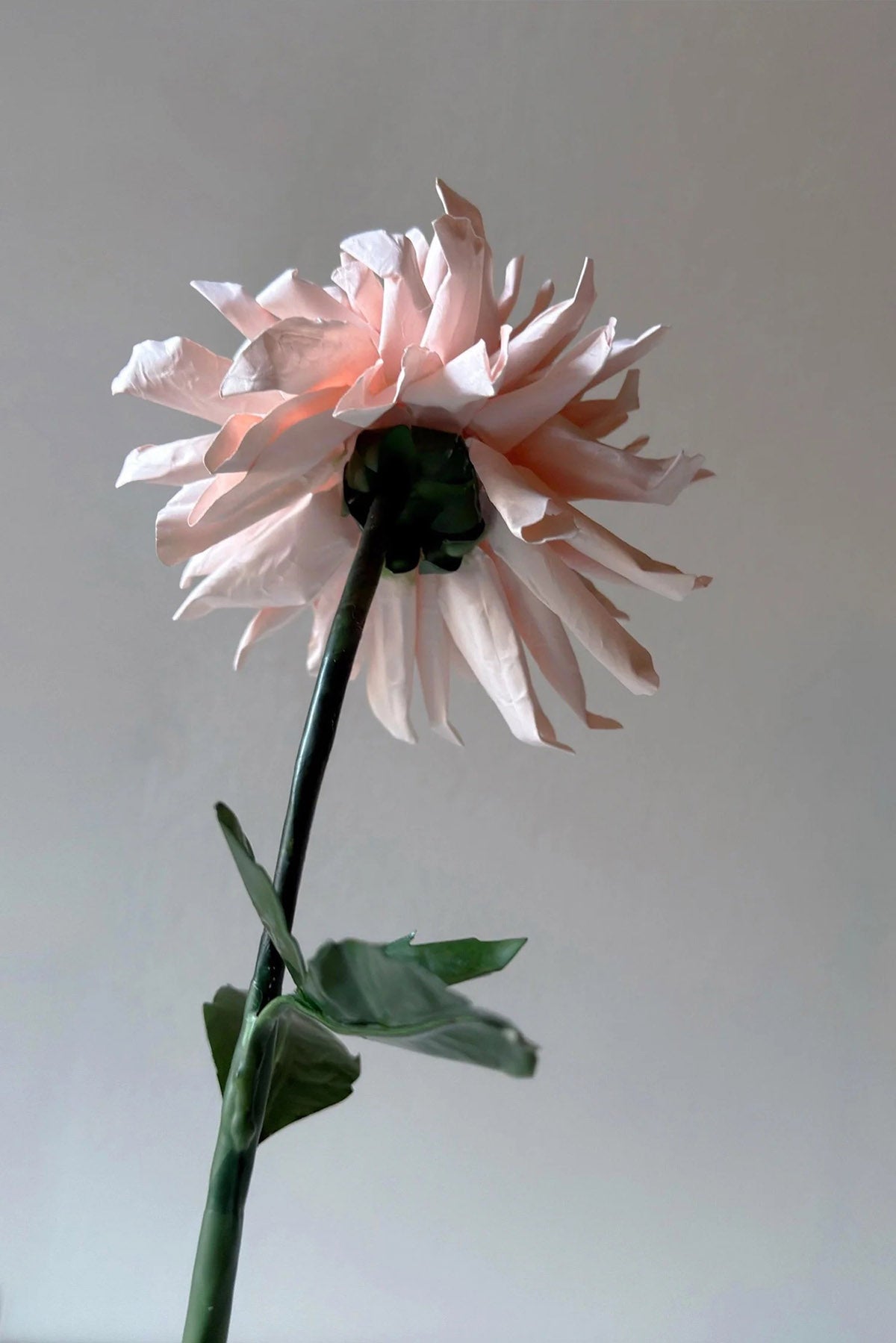 Close-up of pink chrysanthemum beeswax paper petals