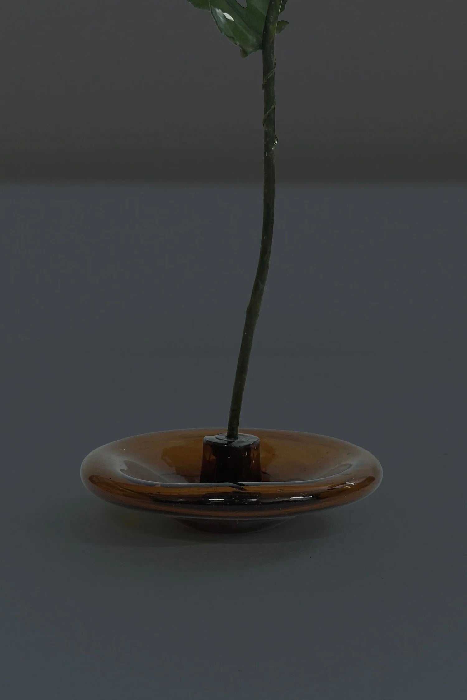 Glass base holding a wax-coated paper chrysanthemum stem