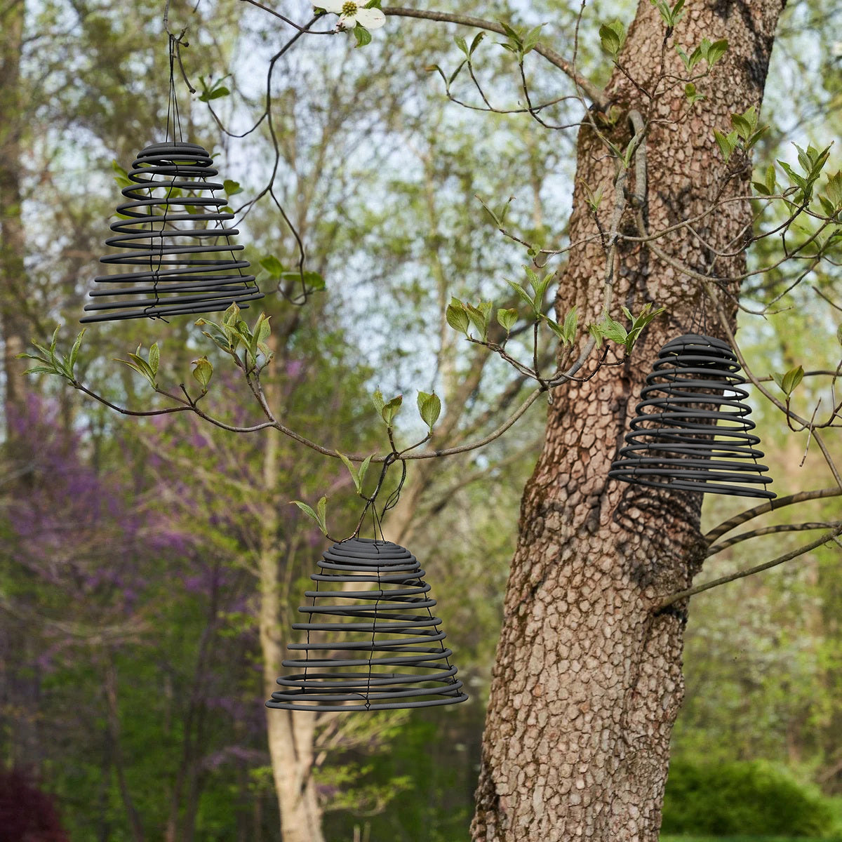 Three black citronella incense coils hanging outdoors from tree branches